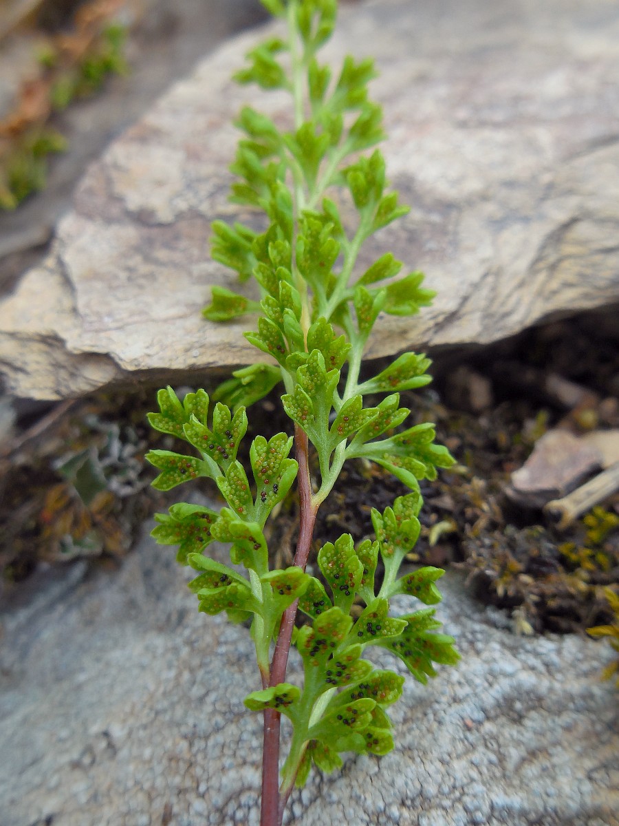 Anogramma leptophylla